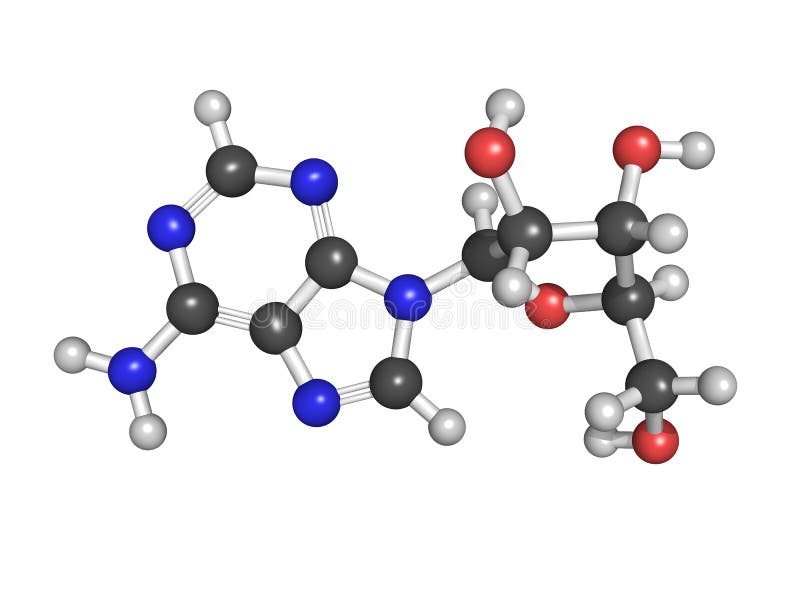 Adenosine (A) nucleoside molecule, chemical structure. This is o