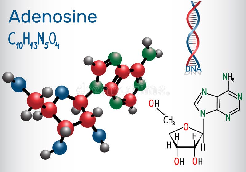 Adenosine - purine nucleoside molecule, is important part of ATP