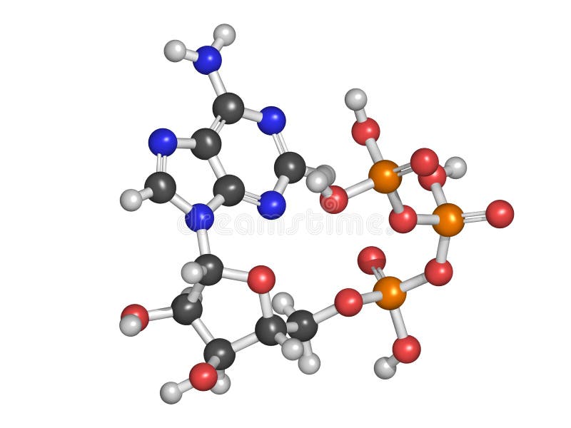 Adenosine triphosphate (ATP) energy transport molecule, chemical stock illustration Adenosine triphosphate (ATP) energy transport molecule, chemical stock illustration