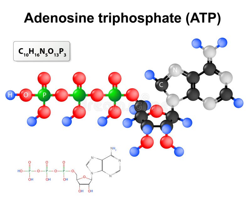 Adenosine triphosphate. ATP