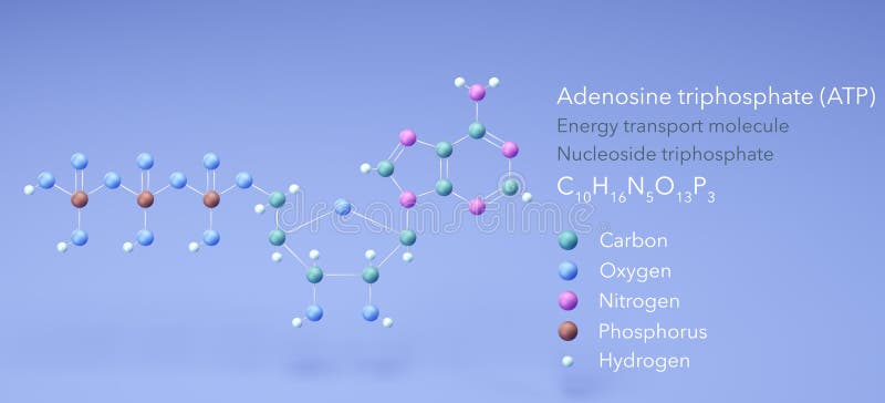 Adenosine triphosphate, molecular structures, energy transport, ball and stick model 3d, Structural Chemical Formula and Atoms