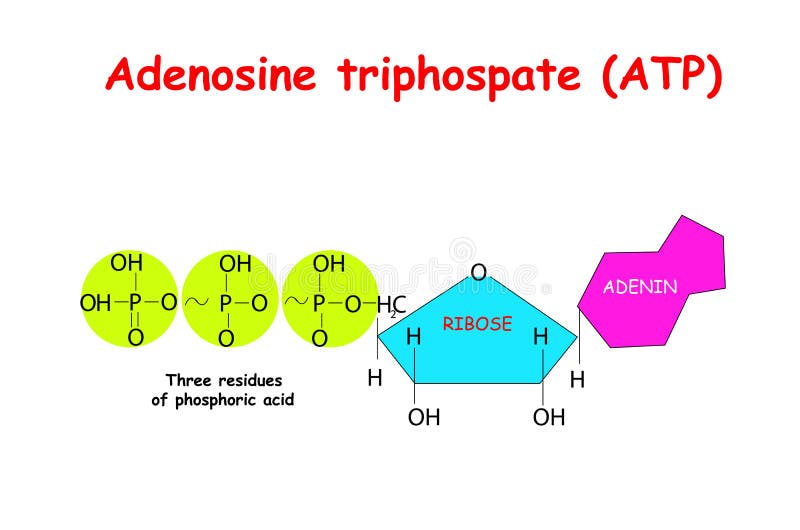 Adenosine triphosphate ATP on white background. ATP provides energy to drive many processes in living cells, e.g. muscle contraction, nerve impulse propagation, chemical synthesis. vector. Adenosine triphosphate ATP on white background. ATP provides energy to drive many processes in living cells, e.g. muscle contraction, nerve impulse propagation, chemical synthesis. vector