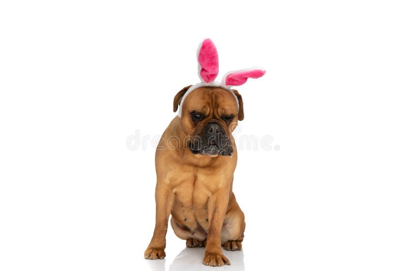 Adorable bullmastiff dog with rabbit ears headband looking away and drooling while sitting isolated on white background in studio. Adorable bullmastiff dog with rabbit ears headband looking away and drooling while sitting isolated on white background in studio