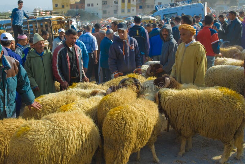 Shopping for a sheep to sacrifice for Eid al-Adha in the sheep souk (market) in Fez, Morocco. Shopping for a sheep to sacrifice for Eid al-Adha in the sheep souk (market) in Fez, Morocco