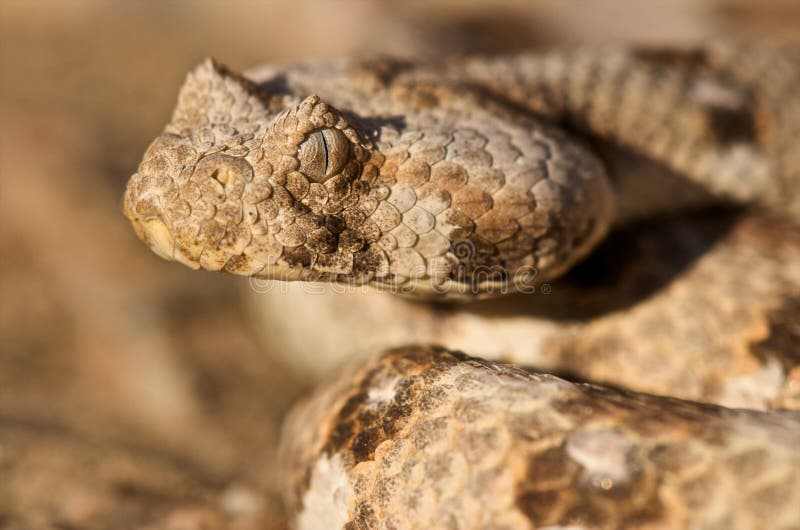 Víbora-chifrada fotografia de stock