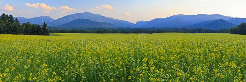 Panoramic view of Mt. Colden, Mt Jo and Wright Peak with a a huge field of yellow Canola FLowers in the foreground in the High Peaks region of the Adirondack Mountains of New York. Panoramic view of Mt. Colden, Mt Jo and Wright Peak with a a huge field of yellow Canola FLowers in the foreground in the High Peaks region of the Adirondack Mountains of New York