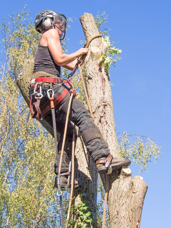 Female tree surgeon adjusting her safety ropes up a tree. Female tree surgeon adjusting her safety ropes up a tree.