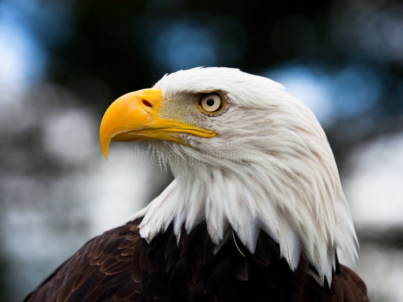 Bald Headed Eagle, close up shot with blurred background. Bald Headed Eagle, close up shot with blurred background