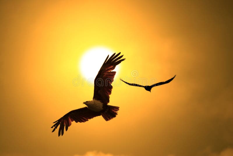 Adler Adler