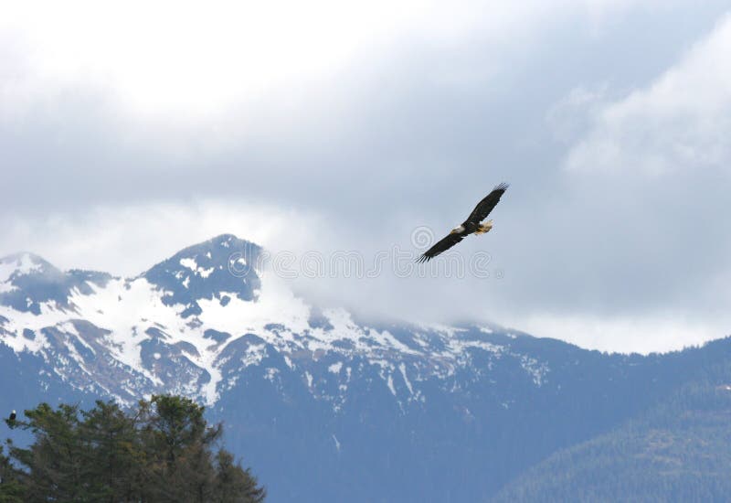 Eagle soaring in the Alaskan sky. Eagle soaring in the Alaskan sky