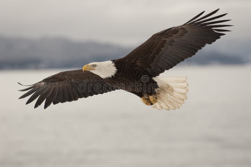 Eagle Flying over water with mountains in background. Eagle Flying over water with mountains in background