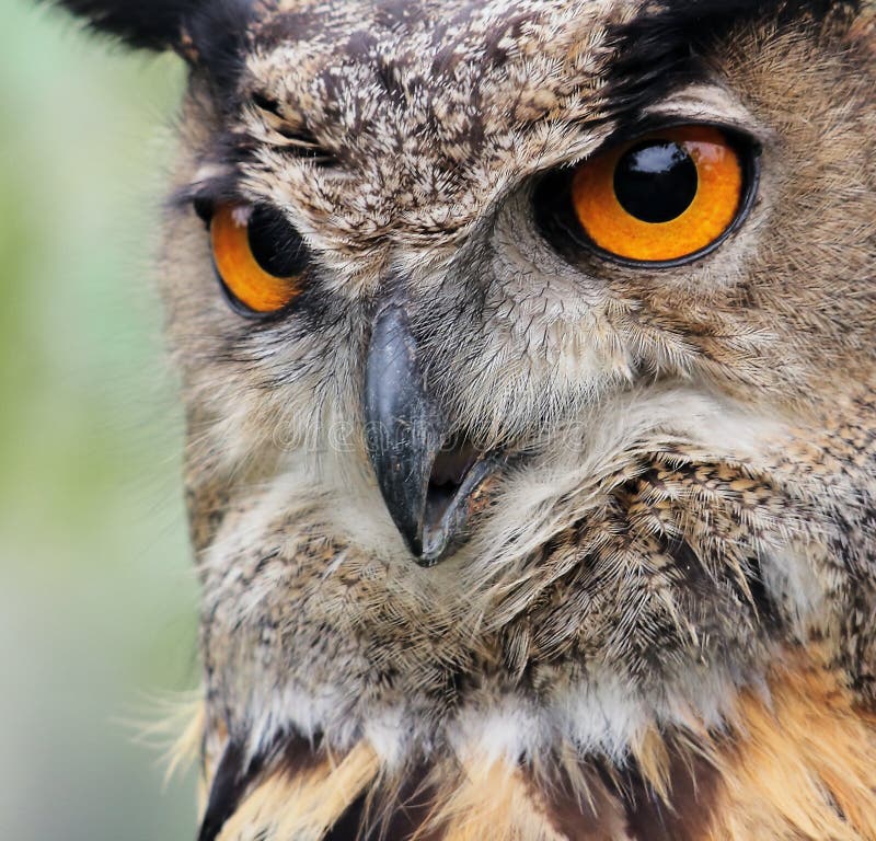 Scowl look of an Eagle owl, decreasing bird species in Europe. Scowl look of an Eagle owl, decreasing bird species in Europe.