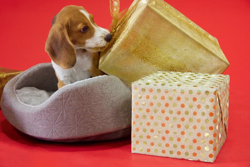 Adlerpuppy auf rotem Hintergrund zieht einen Geschenkbogen mit seinen Reißzähnen, die die Kamera betrachten stockbilder