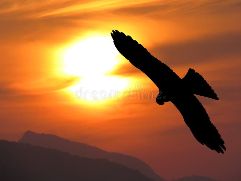 A colorful and vibrant red sun setting in the mountains in the evening and the silhouette of a large eagle flying over the sun. A colorful and vibrant red sun setting in the mountains in the evening and the silhouette of a large eagle flying over the sun.