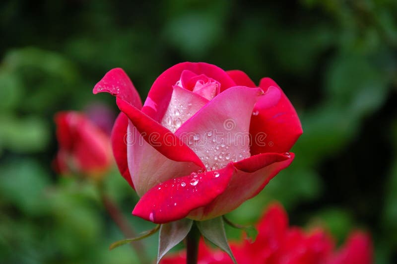 Admirablement les fleurs fraîches se sont levées très des baisses de l'eau photographie stock