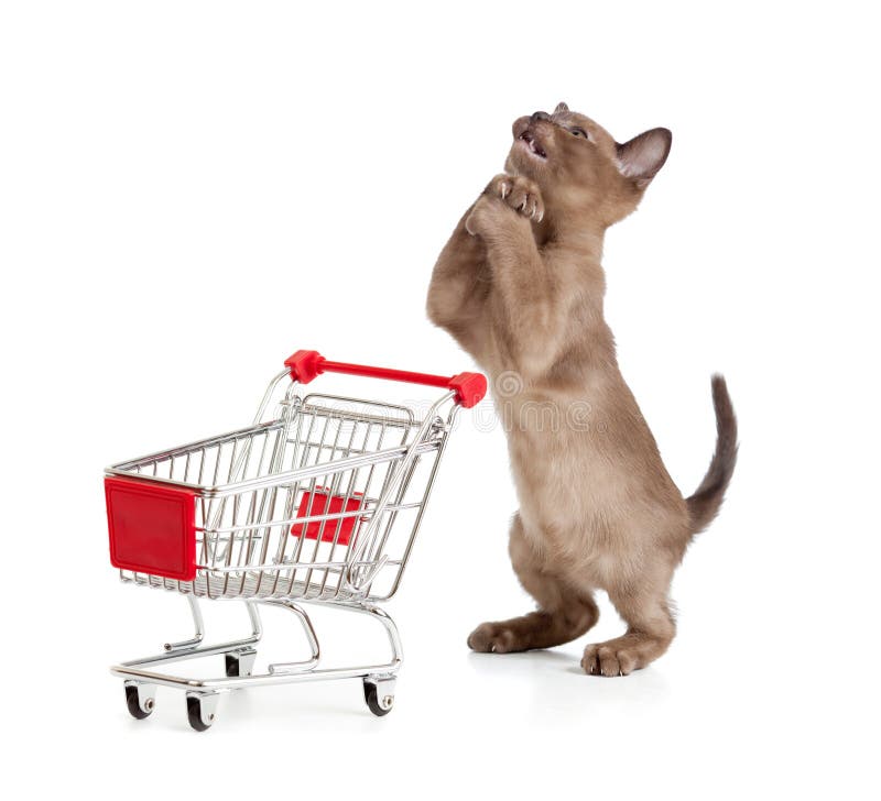 662 Cat Shopping Cart Stock Photos Free & RoyaltyFree Stock Photos
