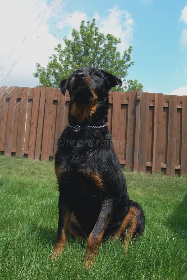 Admiring Rottweiler