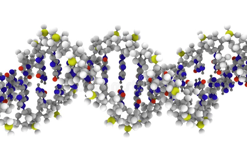 Computer rendering of DNA molecule on a white background. Computer rendering of DNA molecule on a white background