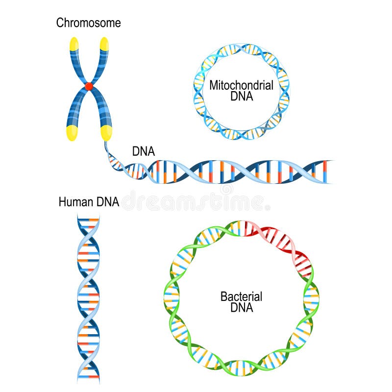 ADN humaine - double hélice, ADN bactérienne de chromosome circulaire de prokaryote, et ADN mitochondrique