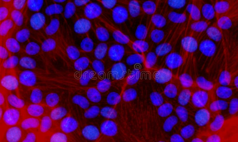 ADN in nucleous von Stammzellen befleckte im Blau