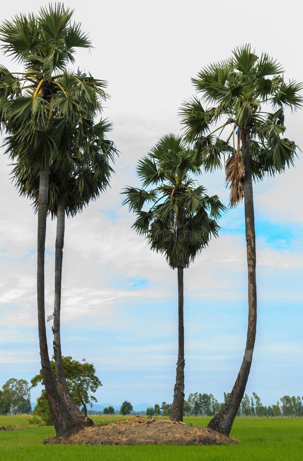 Sugar palm tree or toddy palm tree in field rice with sky background. Sugar palm tree or toddy palm tree in field rice with sky background