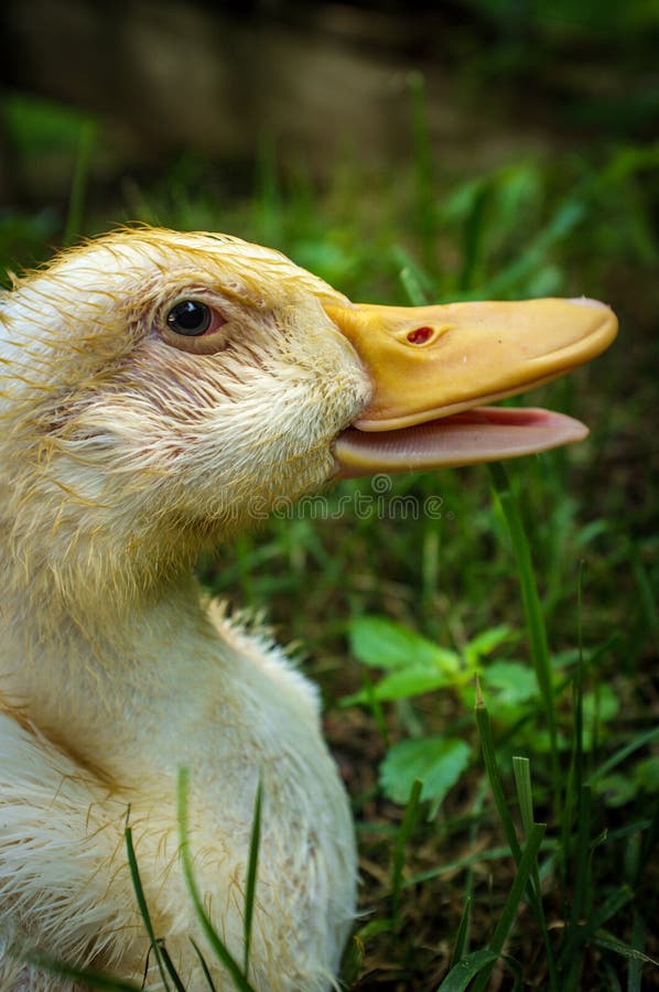 Adolescent American Pekin Duckling Stock Image - Image of ...