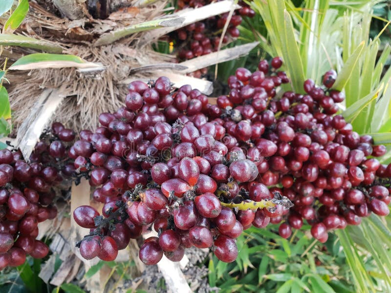 Adonidia or Merrillii with many red berries.