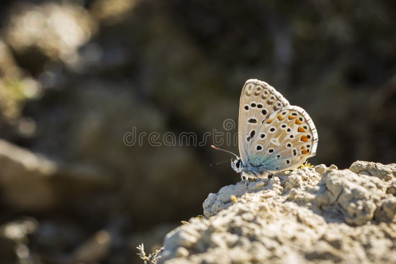 Adonis blue butterfly Polyommatus bellargus resting. Adonis blue Polyommatus bellargus resting in vegetation royalty free stock images Adonis blue butterfly Polyommatus bellargus resting. Adonis blue Polyommatus bellargus resting in vegetation royalty free stock images