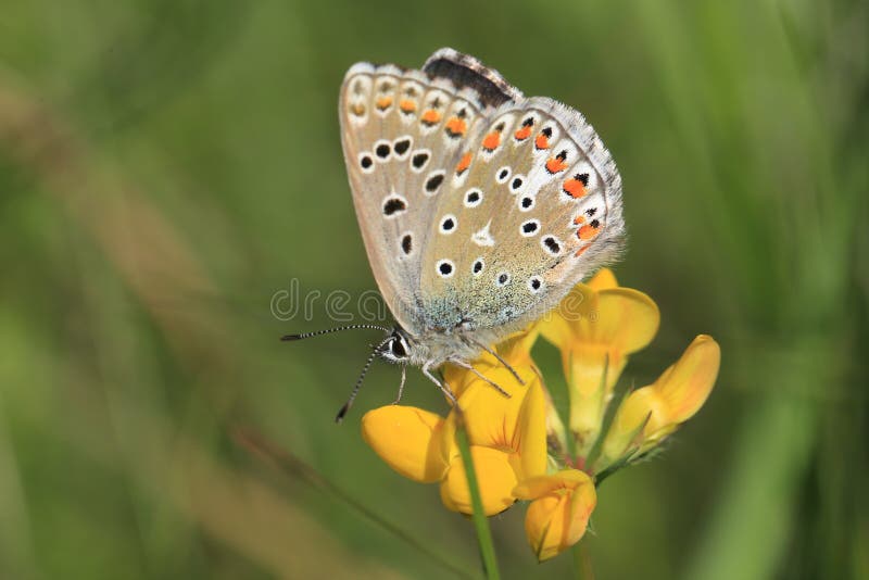 Adonis Blue Butterfly Underside Stock Photo Image of adonis, nature