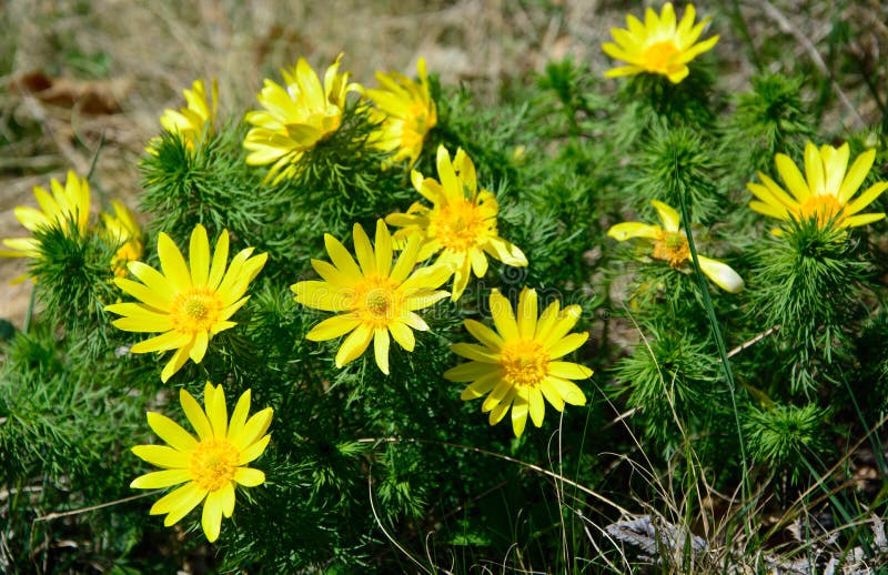 Adonis vernalis