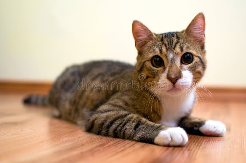 Adoptowany kot bezdomny obraz royalty free