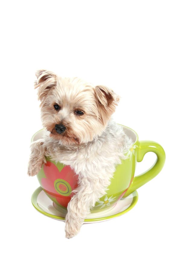 Можно собаке чай. Красивые собачки в кружке. Щеночка чайная чашечка. Белая собачка в кружке. Собака чайная чашка.