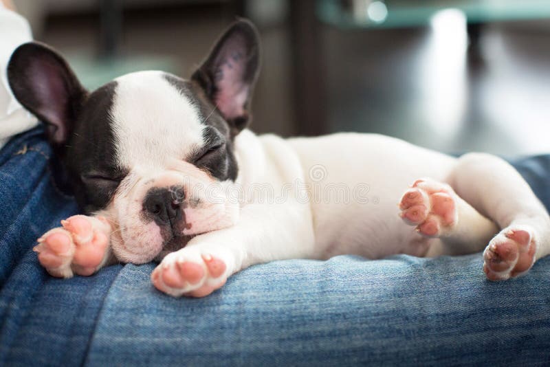 Adorabil cățeluș francez royalty free stock photos