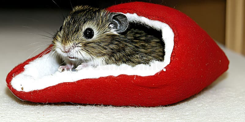 Adorabil Hamster Odihnindu-se în Cozy Red Fleece Pet Bed Cute Rodent în Cald Winter House stock illustration