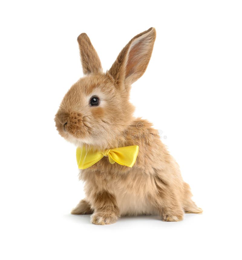 Adorabil iepure de Paști cu blană cu papion drăguț royalty free stock images