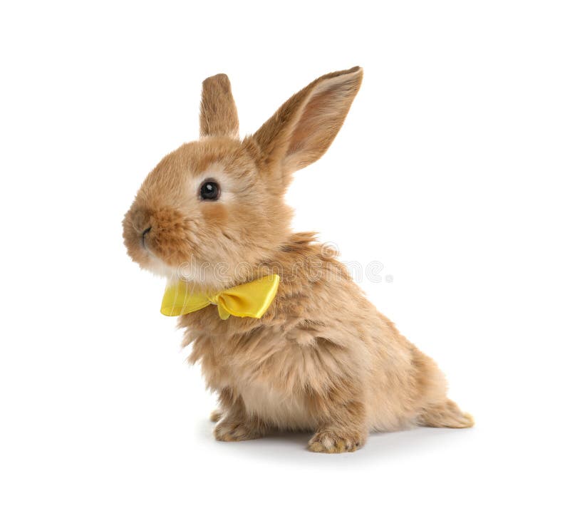 Adorabil iepure de Paști cu blană cu papion drăguț royalty free stock image