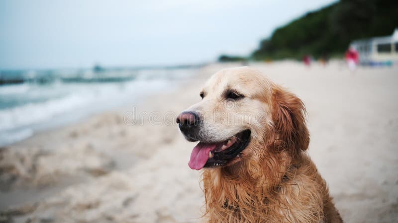 Adorabile cane da caccia d'oro che gioca su una spiaggia di sandy video d archivio