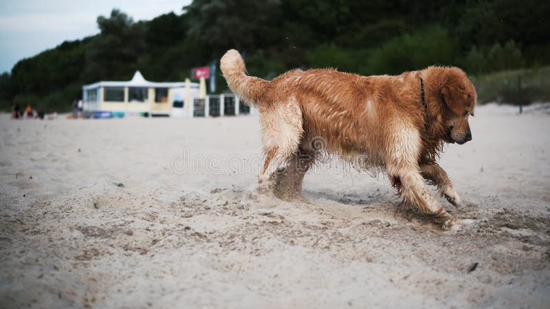 Adorabile cane da caccia d'oro che gioca su una spiaggia di sandy archivi video