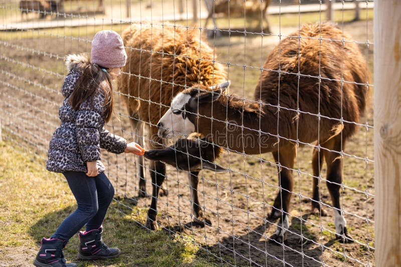 Adorable little girl feeding alpaca at. Adorable little girl feeding alpaca at