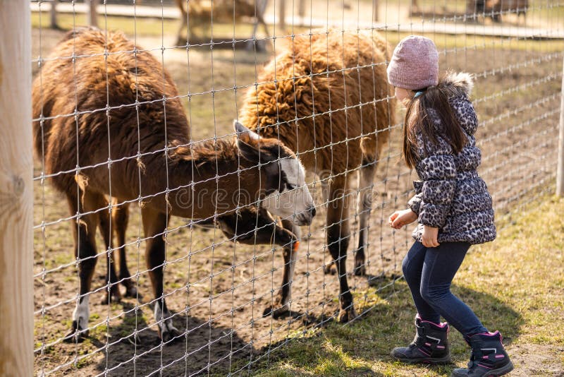 Adorable little girl feeding alpaca at. Adorable little girl feeding alpaca at