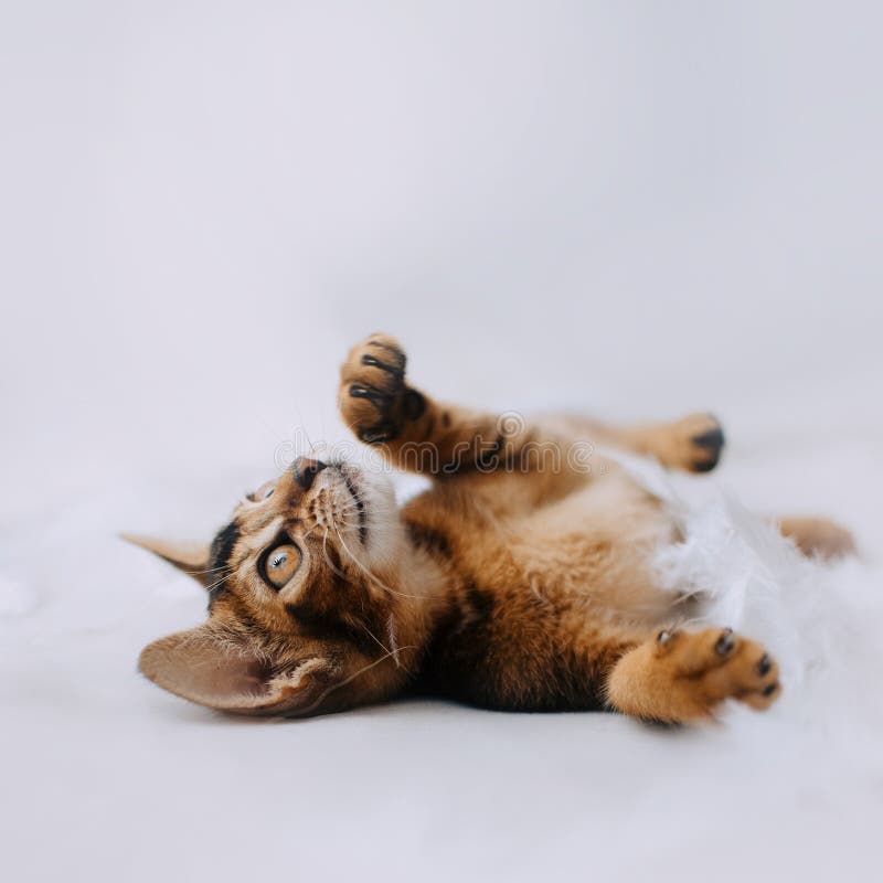 Adorable Abyssinian Kitten Lying Down On White Stock Photo - Image of