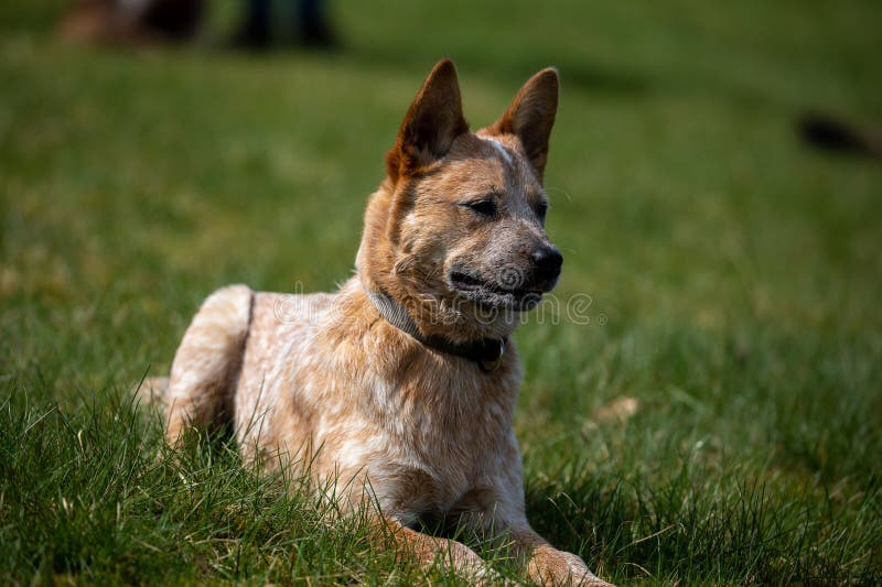 Adorable Australian Kelpie Dog Wearing a Checkered Plaid Sits Atop a 