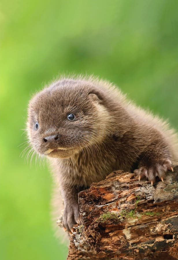 Adorable Bébé Loutre Eurasien En été Image stock - Image du sauvage,  adorable: 273450451