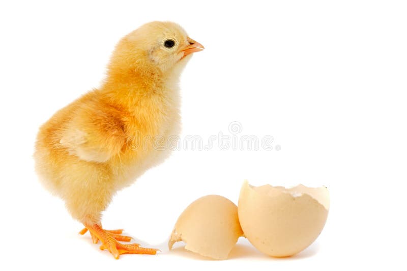 Adorable baby chick royalty free stock photo