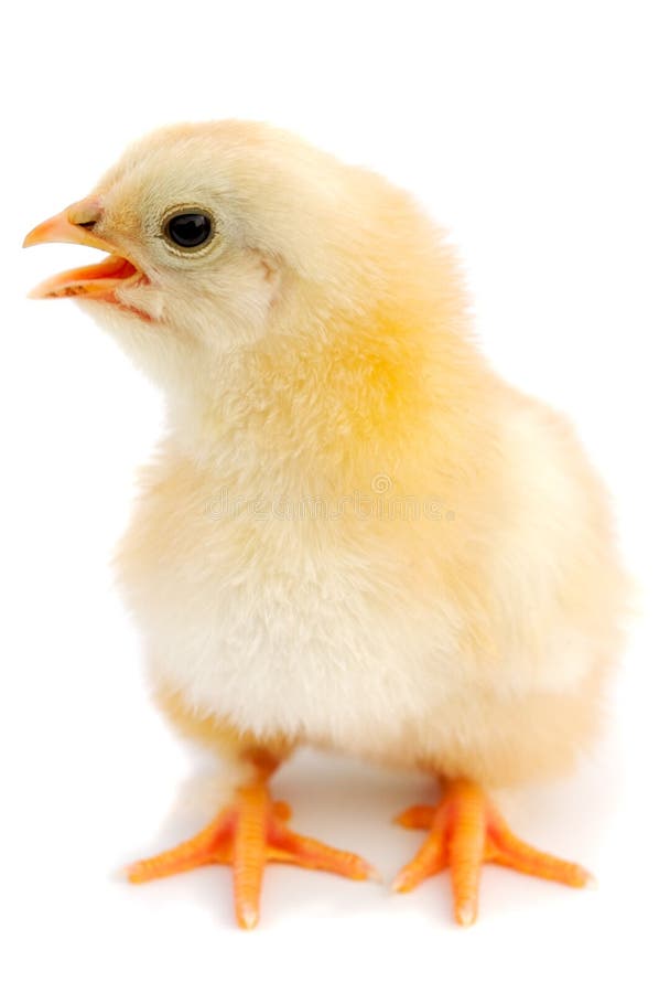 Adorable baby chick stock photography