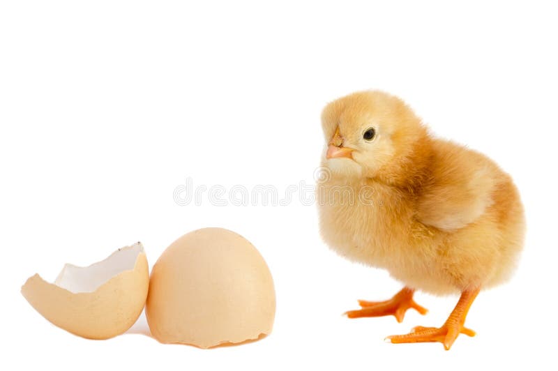 Adorable baby chick royalty free stock photo