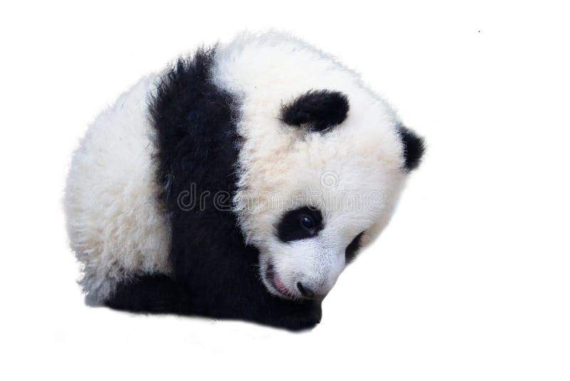 Adorable Baby Panda ç†ŠçŒ« stock photos