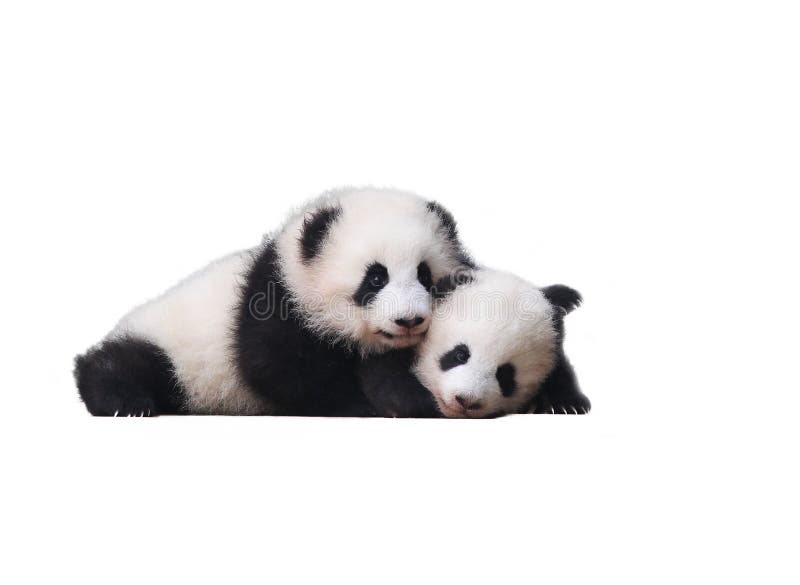 Adorable Baby Pandas 熊猫 Stock Photo Image Of Animal Adorable Baby Pandas 熊猫 Stock Photo Image Of Animal