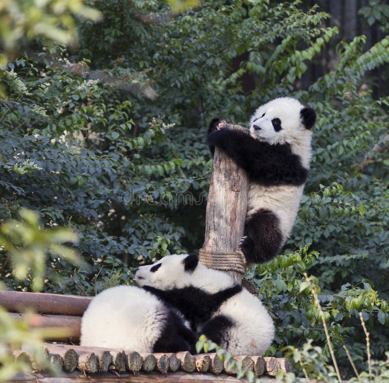 paradise island 2 adorable panda paradise island 2 adorable panda