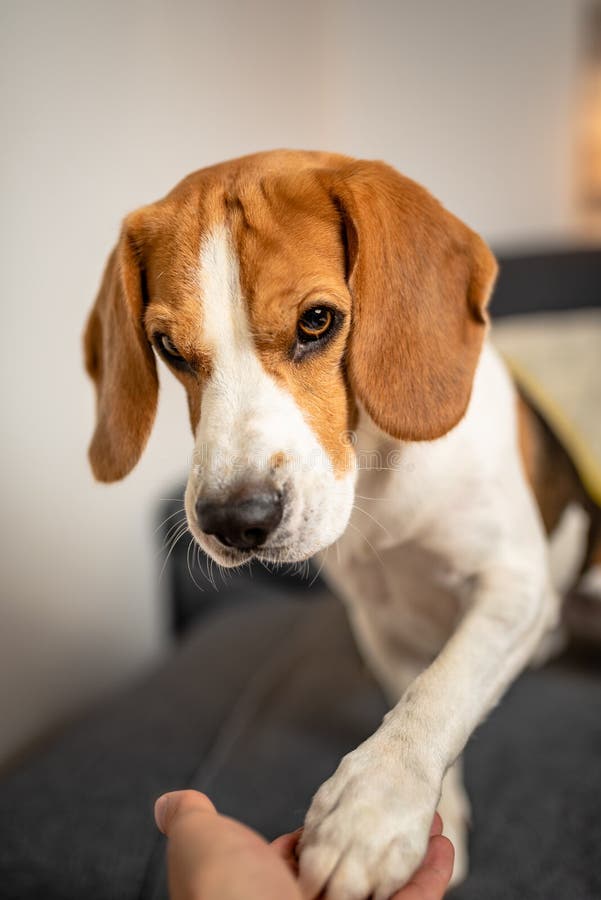 Adorable Beagle Hund Gibt Seine Pfote Auf Dem Sofa Gehorsam Und